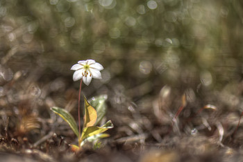 Поникший, голову склоня / цветок :)