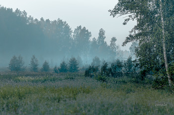 зелень в тумане / Подмосковное утро