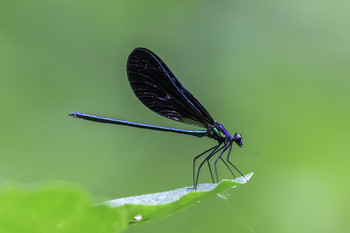 &nbsp; / This Bluel damselfly had an absolutely brilliant blue color