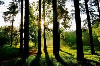 Утро в лесу / Восход солнца на опушке леса