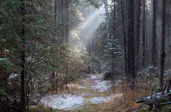 В тёмном лесу / Прогулка по лесу в ноябре