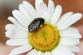 Black beetle on camomile / Лето 2020. Черный жук на ромашке