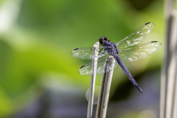 &nbsp; / This dragonfly was resting on this reed at the pond