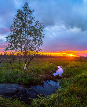 Берёза на берегу реки / Летний закат, наконец-то, смог пробиться сквозь тучи, окрасить пейзаж. 
Из фотопроекта «Магия Ленинградской области».