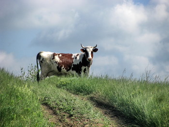 Сельская красавица / корова