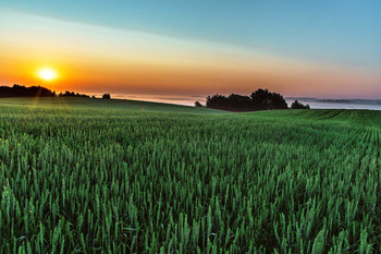 Утренний рассвет / Утренний рассвет над полем с пшеницей летом в деревне.