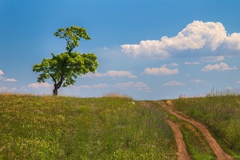 Середина лета. / Третья попытка пофотать это место. Первый раз было на плёнку. Второй вечером,на цыфру. И вот в третий раз. снова digital...Что меня сюда тянет? Фик его знает...Друг в этот момент ползал в траве фотографировал букашек и цветочки. Он не видел в этой местности ни чего, что выше травы.Местность у села Лбище в Нац заповеднике Самарская Лука.