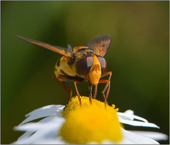 Когда настроение .... / Порой через позу или жест пытаемся узнать настроение.