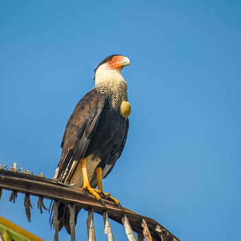 Northern Crested Caracara / Северная каракара