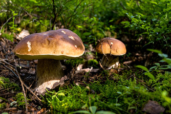 Лесные братья / Лес, белый гриб, грибы, дача