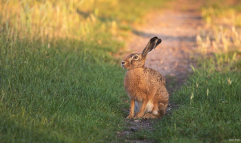 &nbsp; / The field hare, also called hare for short, is a mammal from the hare family. The species inhabits open and semi-open landscapes. Its natural range covers large parts of the south-western Palearctic; however, due to numerous naturalisations, the brown hare is now found on almost all continents. Due to the strong intensification of agriculture, the population of the brown hare is declining in many regions of Europe. The Schutzgemeinschaft Deutsches Wild has declared the brown hare the animal of the year for 2001 and again for 2015.
(Wikipedia)