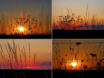  / Sonnenuntergang, Gräser im Abendlicht