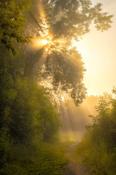 Солнечная тропинка / Летняя, утренняя прогулка на берегу реки Кама в Перми. В тот день стоял густой туман и лучи солнца прорываясь сквозь кроны деревьев сияли световыми водопадами.