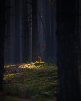 В темно-синем лесу / Это там молодой дубок. Пока ближе пробирался, солнце спряталось.
Где-то в окрестностях Вилейки.
