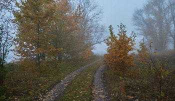 &nbsp; / туман,дорога,деревья