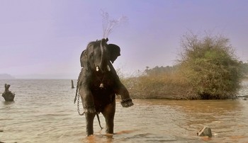 Слон в ярости на дыбах и цепях / Слон в ярости на дыбах и цепях