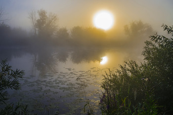 Восход в тумане. / Летний, утренний туман на озере Студёное. Мещера, юго-восток Московской области.