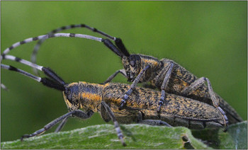 Усач Агапантия. / Семейство УСАЧИ - Агапантия - Agapantia Villosoviridescens.