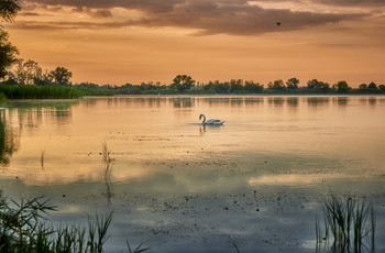 Утро и лебедь / Лето 2020. Озеро Лиман.