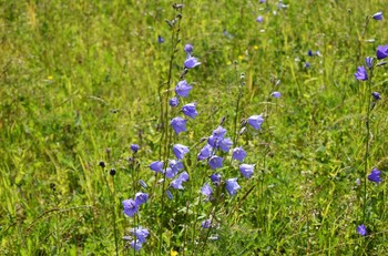 колокольчиковое / растения