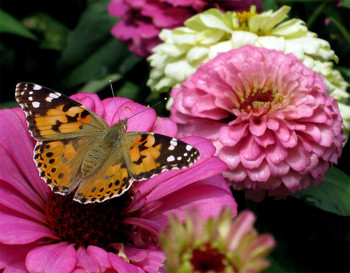 аромат цветов / бабочки, цветы в саду