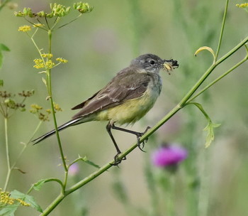 Желтая трясогузка / Желтая трясогузка