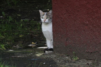 Нерешительный / Нерешительный