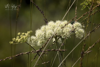 / Wildblumen aus einem Moor.