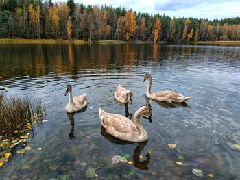 &nbsp; / Молодые лебеди на озере