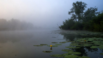 На заре. / Утренний туман на озере Студёное. Мещера, юго-восток Московской области.