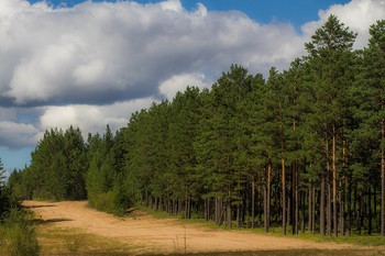 &nbsp; / Корабельные сосны.