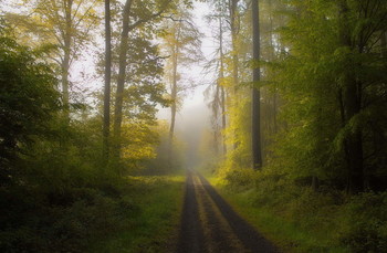 В уходящий туман ... / Утренний лесной пейзаж .