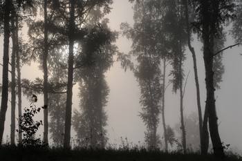 Утро туманное / Раннее утро в лесу.