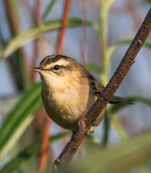 &nbsp; / камышовка-барсучок (Acrocephalus schoenobaenus)