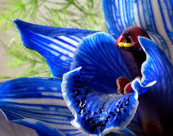 Синяя орхидея / цветы