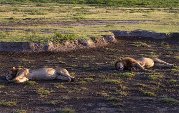 Спят усталые игрушки...) / Серенгети,Танзания