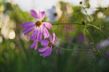 Нежный цветок / Космея (Trioplan50)