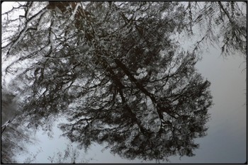 &nbsp; / reflection of trees in water