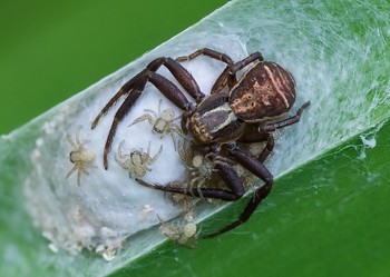 Счастливая мамаша / паучиха на гнезде с новорождёнными паучатами...