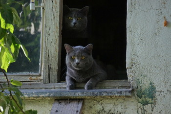 Мистические коты / 36, Победы, Зубцов, Тверская область