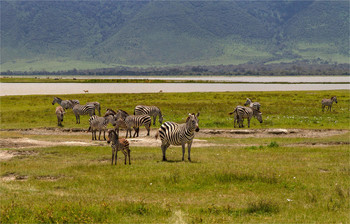 &nbsp; / Нгоронгоро,Танзания