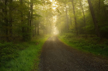 Утренний моцион.. / Прогулки в утреннем лесу. Пейзаж .