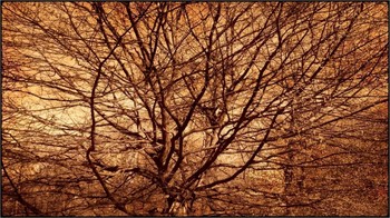 &nbsp; / bare tree - converted to sepia, overlay