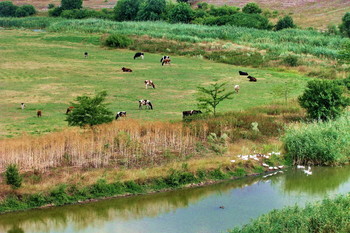 Пасутся коровы... / Река,поле,коровы