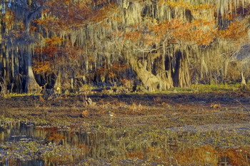 про птичку / болота на юге Луизианы, США