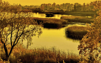Золотые затоны / Золотой вечер в волжских затонах.