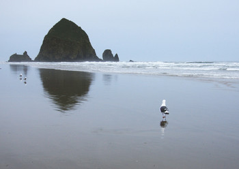 Композиция с чайкой / Тихий океан, штат Орегон