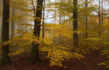 Осенний блюз.. / Воспоминание о прошлогодней осени . Лесной осенний пейзаж .