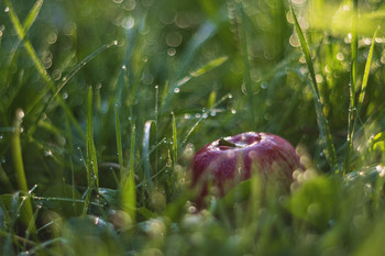 Яблоко в траве / Oreston 50