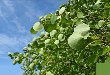 апплодисменты лопасти / квадрат